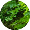 tesori_vetiver_mini