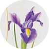 dermomed_talco_e_iris_mini
