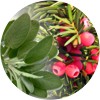 langelica_con_salvia_e_ginepro